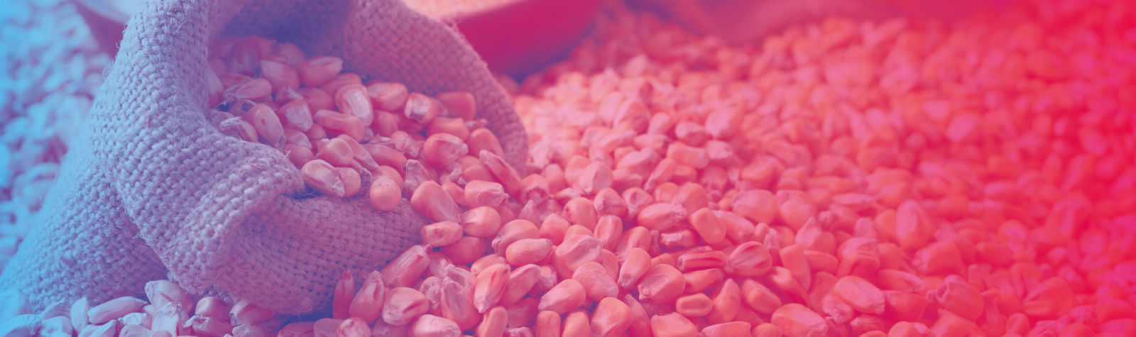 Produção de milho no Brasil e cuidados no transporte da carga